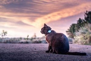 GPS para gatos restreador