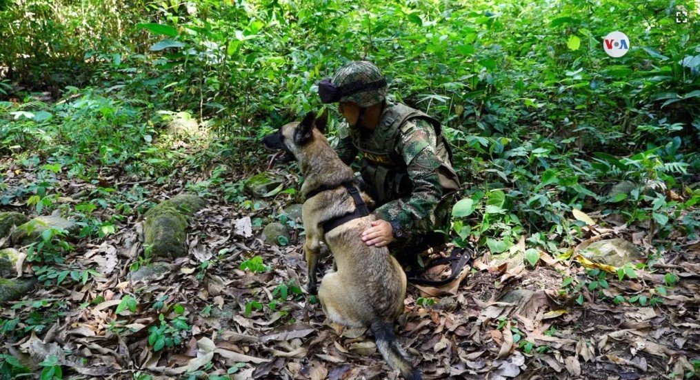 Wilson perro militar sin GPS para perros